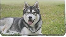 Siberian Huskies