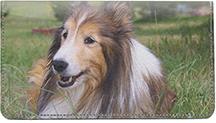 Shetland Sheepdogs
