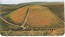 Sprawling Vineyards