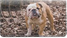 Proud Bulldogs