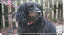 Dark Dachshunds