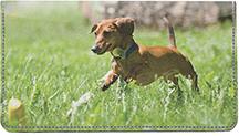Playful Dachshunds