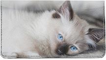 Ragdoll Kittens