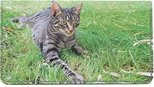 Tabby Cats