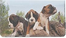 Boxer Puppies