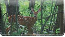 Whitetail Fawn