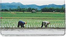 Rice Farming