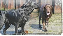 Labradors And Friends