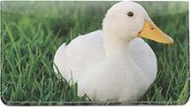 White Ducks