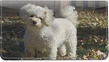 Poodles At The Park