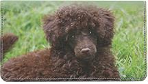 Chocolate Poodles