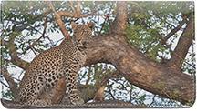 Leopard In Tree