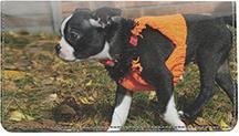 Playful Boston Terriers