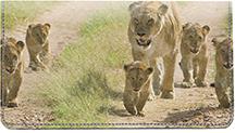 Lions In Training