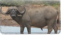 Cape Buffalo