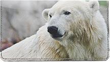 Resting Polar Bears