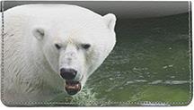 Swimming Polar Bears