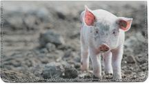 Muddy Pigs
