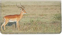 Safari III