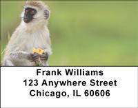 Safari Primates Address Labels
