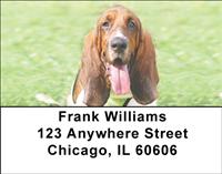Basset Hounds On The Grass Address Labels