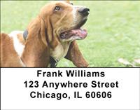 Basset Hounds On The Grass Address Labels