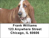 Basset Hounds On The Grass Address Labels