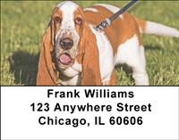 Basset Hounds On The Grass Address Labels