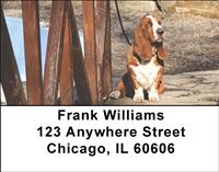 Basset Hounds Near The Beach Address Labels