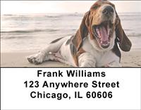 Basset Hounds Near The Beach Address Labels