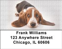 Cute Basset Hounds Address Labels