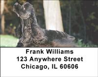 Black Cocker Spaniels Address Labels