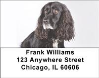 Black Cocker Spaniels Address Labels