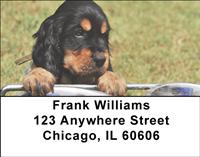 Rugged Cocker Spaniels Address Labels