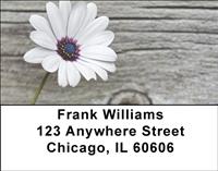 Lonely Daisy Address Labels