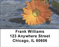 Lonely Daisy Address Labels