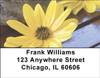 Yellow Daisies Address Labels