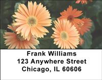 Gerbera Daisies Address Labels