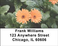 Gerbera Daisies Address Labels