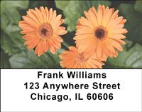 Gerbera Daisies Address Labels