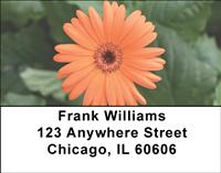 Gerbera Daisies Address Labels
