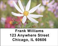 Daisies In The Meadow Address Labels
