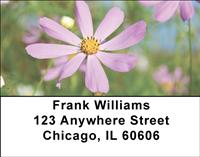 Daisies In The Meadow Address Labels