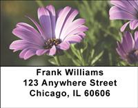 Purple Daisies Address Labels