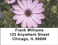 Purple Daisies Address Labels