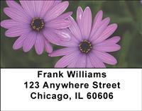 Purple Daisies Address Labels