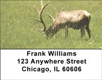 Grazing Elk Address Labels
