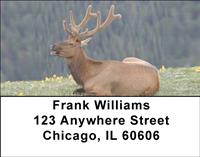 Resting Elk Address Labels