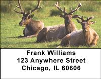 Resting Elk Address Labels