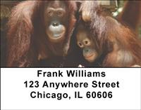 Orangutan Mother And Child Address Labels